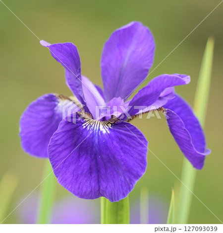 ふんわり可愛く咲く紫色の花　あやめ　緑背景　 127093039