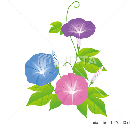 夏の花朝顔01 夏の花朝顔01 127093051