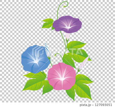 夏の花朝顔01 夏の花朝顔01 127093051