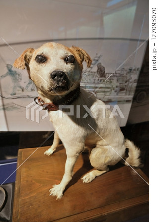 犬のはく製 犬のはく製 127093070