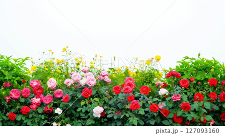 Vibrant red and pink roses with yellow flowers against clear sky 127093160