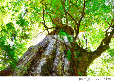 屋久島　紀元杉 127093166