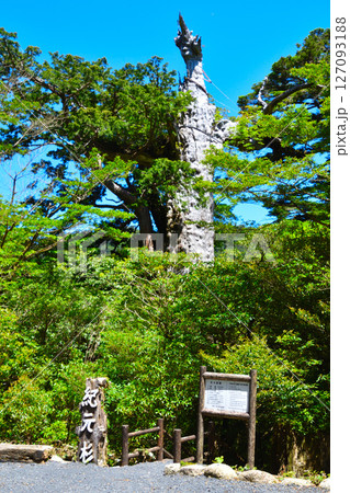 屋久島　紀元杉 127093188