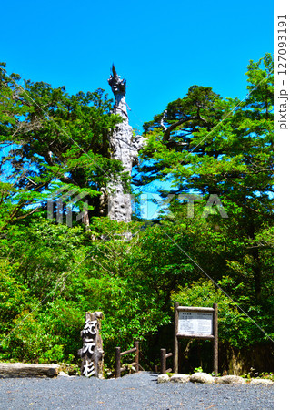 屋久島　紀元杉 127093191