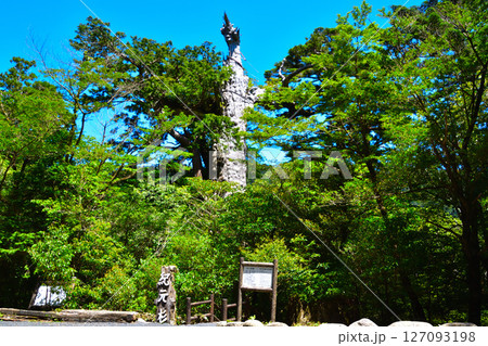 屋久島　紀元杉 127093198