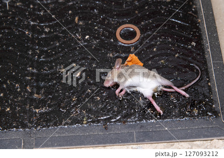 ネズミ捕獲用粘着シートに捕まった、捕獲されたばかりのネズミの子供 127093212