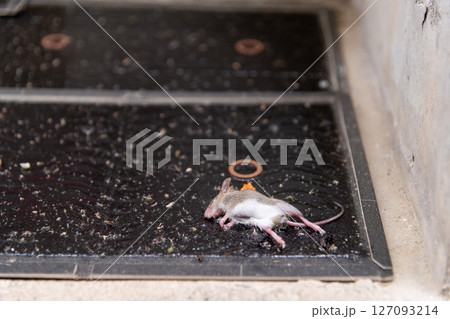 ネズミ捕獲用粘着シートに捕まった、捕獲されたばかりのネズミの子供 127093214