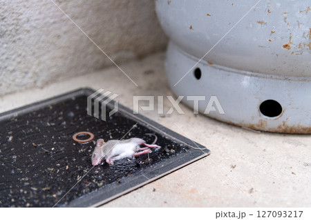 ガスボンベの側に仕掛けられたネズミ捕獲用粘着シートに掛かった、捕獲されたばかりのネズミの子供 127093217
