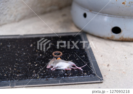 ガスボンベの側に仕掛けられたネズミ捕獲用粘着シートに掛かった、捕獲されたばかりのネズミの子供 ガスボンベの側に仕掛けられたネズミ捕獲用粘着シートに掛かった、捕獲されたばかりのネズミの子供 127093218
