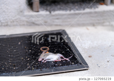 軒下通気口の前に仕掛けられたネズミ捕獲用粘着シートに掛かった、捕獲されたばかりのネズミの子供 軒下通気口の前に仕掛けられたネズミ捕獲用粘着シートに掛かった、捕獲されたばかりのネズミの子供 127093219