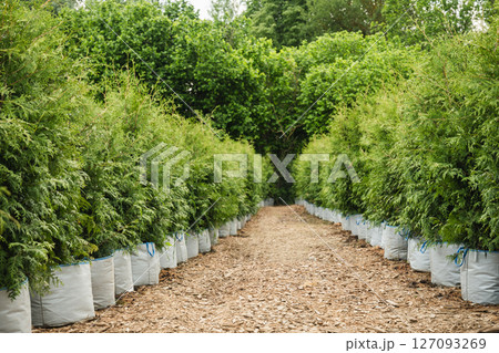 Lush green conifer thujas bush in row in garden in nursery. Varietal Brabant thuja in pot on ground for sale. Good for hedge. Lush green conifer thujas bush in row in garden in nursery. Varietal Brabant thuja in pot on ground for sale. Good for hedge. 127093269