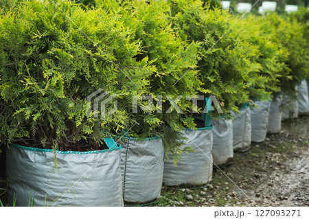 Lush green conifer thujas bush in row in garden in nursery. Varietal Brabant thuja in pot on ground for sale. Good for hedge. Lush green conifer thujas bush in row in garden in nursery. Varietal Brabant thuja in pot on ground for sale. Good for hedge. 127093271