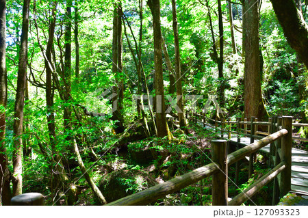 屋久島　ヤクスギランド 127093323