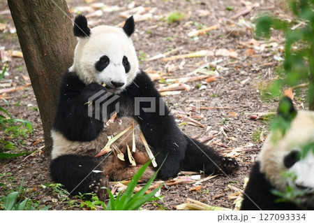 タケノコを美味しそうに食べるかわいいパンダ タケノコを美味しそうに食べるかわいいパンダ 127093334
