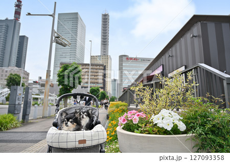 愛犬とお散歩＆ショッピング　（さいたま新都心・埼玉県）チワワ 127093358