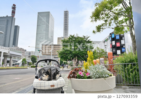 愛犬とお散歩&ショッピング (さいたま新都心・埼玉県)チワワ 愛犬とお散歩&ショッピング (さいたま新都心・埼玉県)チワワ 127093359