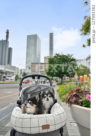 愛犬とお散歩＆ショッピング　（さいたま新都心・埼玉県）チワワ 127093362