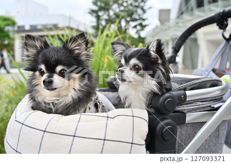 愛犬とお散歩＆ショッピング　（さいたま新都心・埼玉県）チワワ 127093371