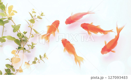 金魚が泳いでいる夏イメージの背景素材 127093483