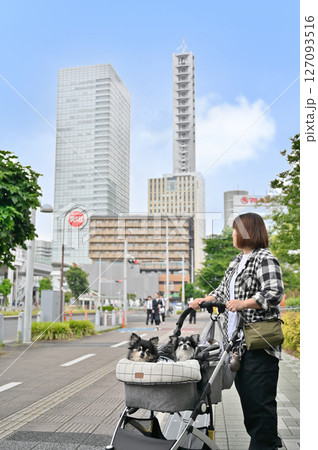 愛犬とお散歩&ショッピングをする女性 (さいたま新都心・埼玉県)チワワ 愛犬とお散歩&ショッピングをする女性 (さいたま新都心・埼玉県)チワワ 127093516