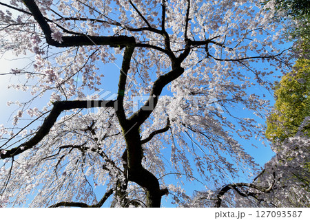 青空に映える満開の出水の桜 青空に映える満開の出水の桜 127093587