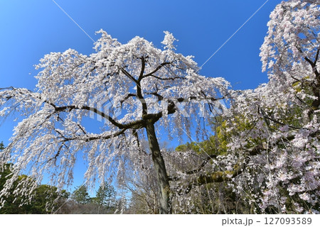 青空に映える満開の出水の桜 127093589