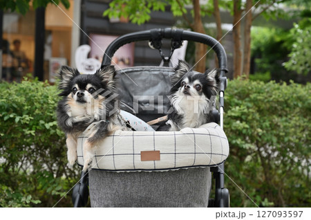 愛犬とお散歩&ショッピング (さいたま新都心・埼玉県)チワワ 愛犬とお散歩&ショッピング (さいたま新都心・埼玉県)チワワ 127093597