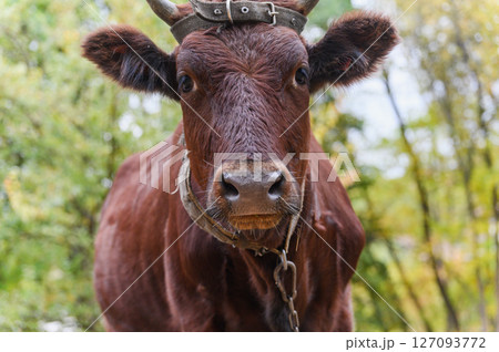 Close-up of brown cow looking at camera in forest. Close-up of brown cow looking at camera in forest. 127093772