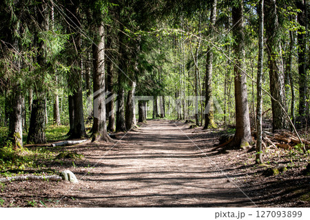 Scenic Forest Path with Tall Trees and Sunlight on the Ground Scenic Forest Path with Tall Trees and Sunlight on the Ground 127093899