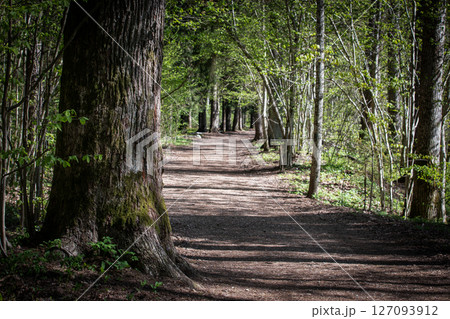 Scenic Forest Trail with Tall Trees and Sunlight on the Ground Scenic Forest Trail with Tall Trees and Sunlight on the Ground 127093912