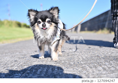 シニア犬のお散歩 ロングコートチワワ シニア犬のお散歩 ロングコートチワワ 127094247