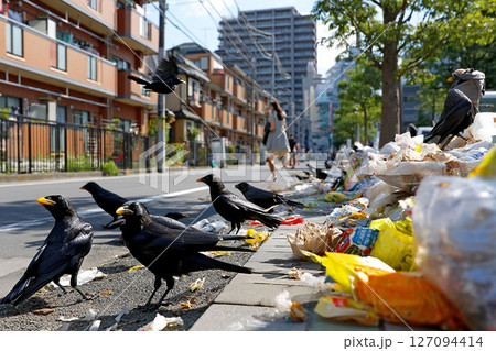 街中でゴミを荒らすカラスと増え続ける都市の環境問題のイラスト素材 [127094414] - PIXTA