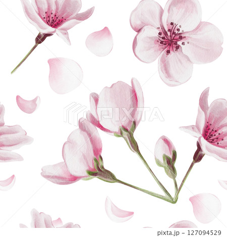 Seamless pattern with pink sakura flowers. Cherry blossom. Small pink buds and petals. Watercolor illustration without background. Hand drawn. High quality illustration 127094529
