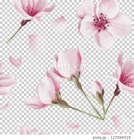 Seamless pattern with pink sakura flowers. Cherry blossom. Small pink buds and petals. Watercolor illustration without background. Hand drawn. High quality illustration 127094529