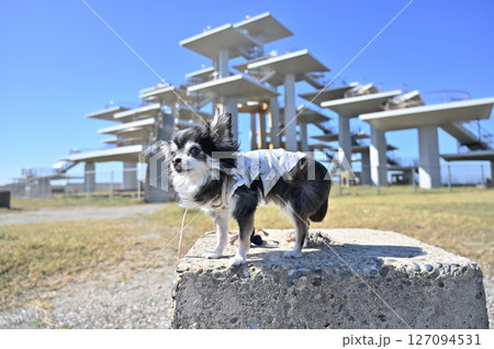 愛犬と旅行　富津岬　房総半島　ロングコートチワワ（千葉県・富津市） 127094531
