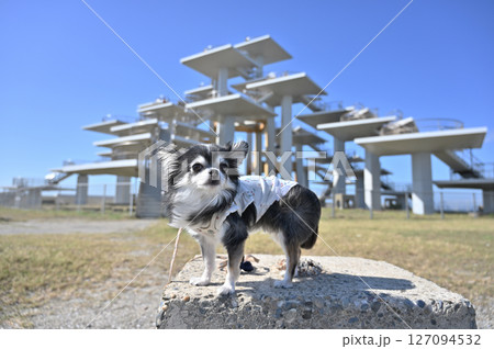 愛犬と旅行　富津岬　房総半島　ロングコートチワワ（千葉県・富津市） 127094532