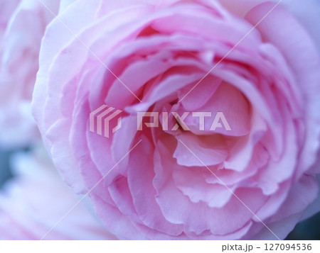 ピンクのバラの花びら ピンクのバラの花びら 127094536