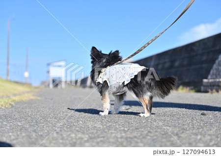 歩く犬の後ろ姿 ロングコートチワワ 歩く犬の後ろ姿 ロングコートチワワ 127094613