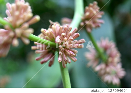 Close up young Dracaena fragrans blooming on branch. Close up young Dracaena fragrans blooming on branch. 127094694