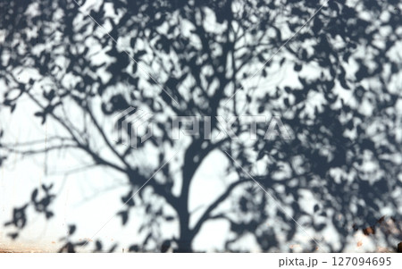 Tree shadow on concrete wall. 127094695