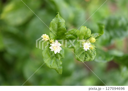 Top view Thai jasmine blooming on shoot. 127094696