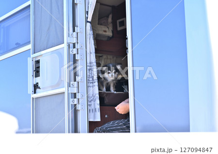愛犬とキャンピングカー旅 チワワ 愛犬とキャンピングカー旅 チワワ 127094847