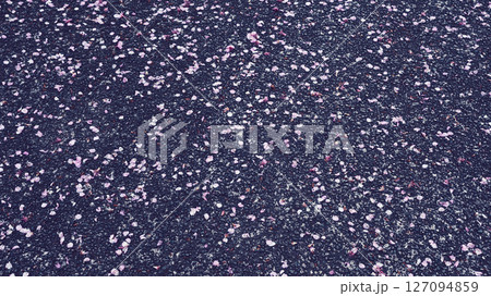 地面に散らばった桜の花びら 127094859