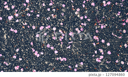地面に散らばった桜の花びら 地面に散らばった桜の花びら 127094860
