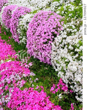 今が満開カラフルな芝桜 今が満開カラフルな芝桜 127094927