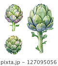 Watercolor style artichoke collection 127095056