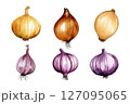 Watercolor vector set of yellow and red onions 127095065