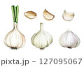 Garlic vector set in watercolor style 127095067