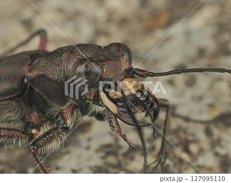 ニワハンミョウ 127095110