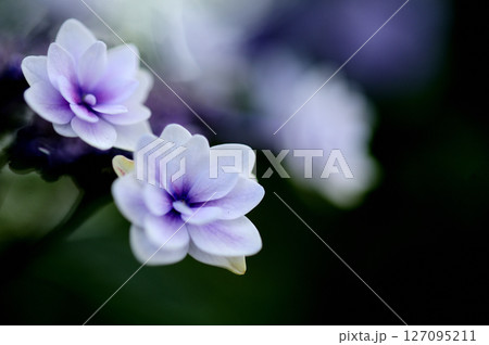 梅雨時期の花　紫陽花 127095211